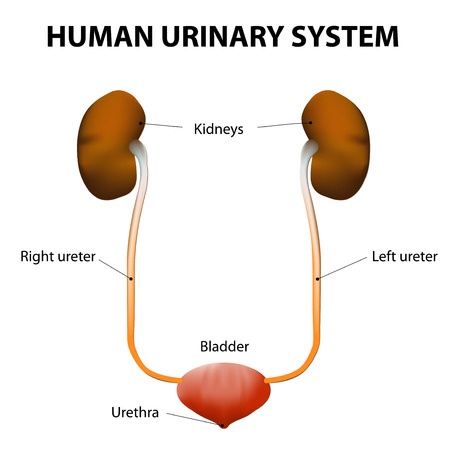Urinary Tract Obstruction - Treatment in Israel